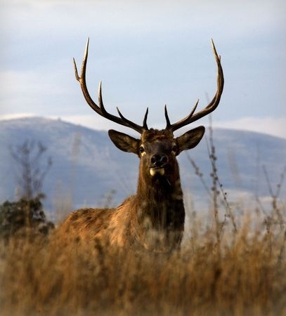 Elk in Colorado wilderness