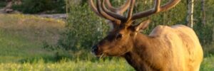 Elk wandering around Colorado forest Elk