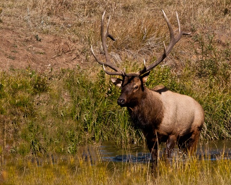 Elk in Mountains of Colorado 