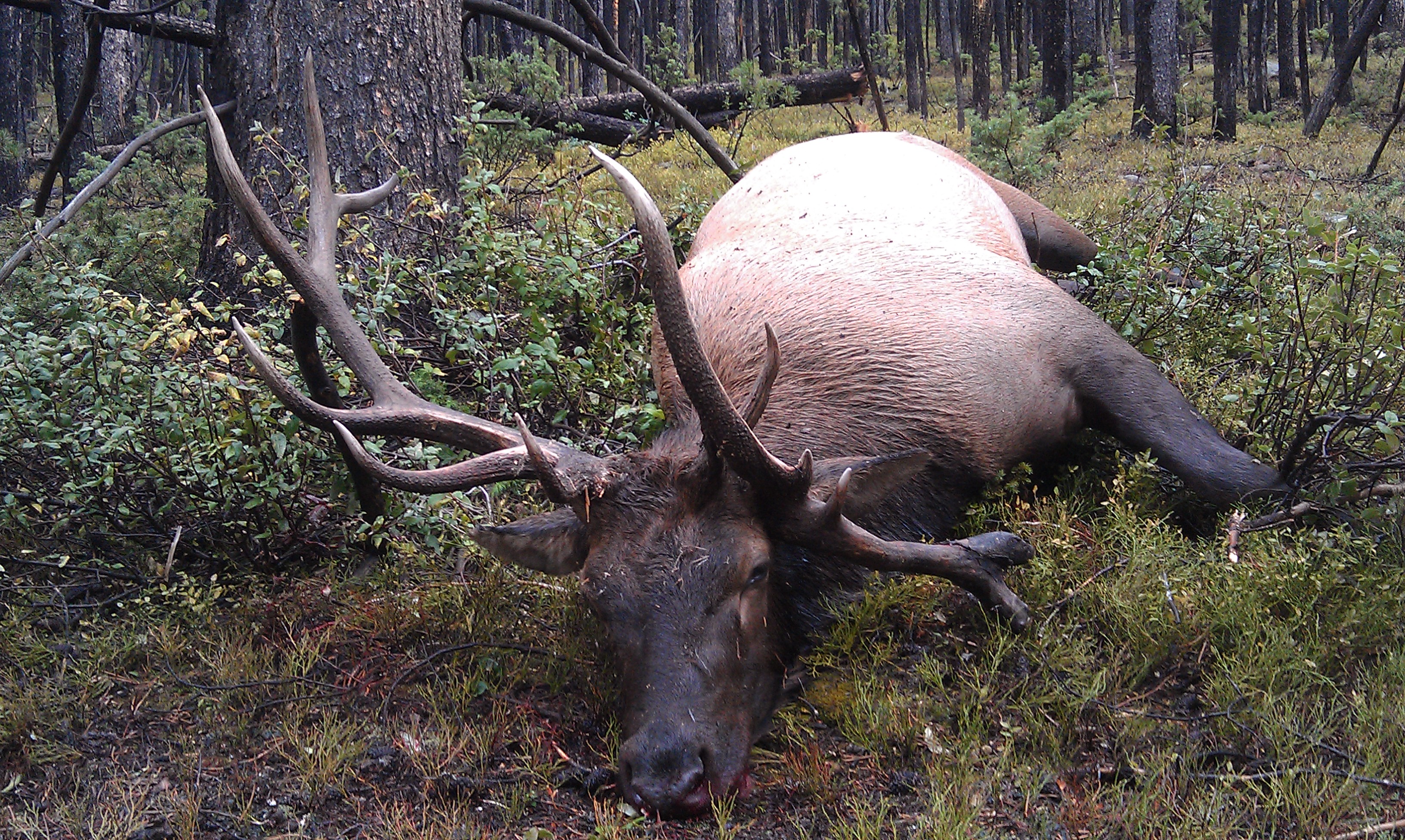 Elk Hunting Checklist 