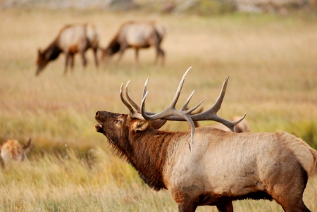 Elk Populations in Colorado