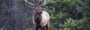 Elk in the woods of Colorado